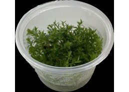 Gratiola viscidula - Cup in...