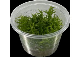 Pogostemon erectus - Cup in...