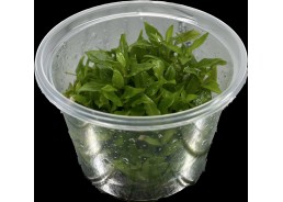 Staurogyne repens- Cup in...