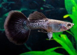Guppy mâle cobra noir