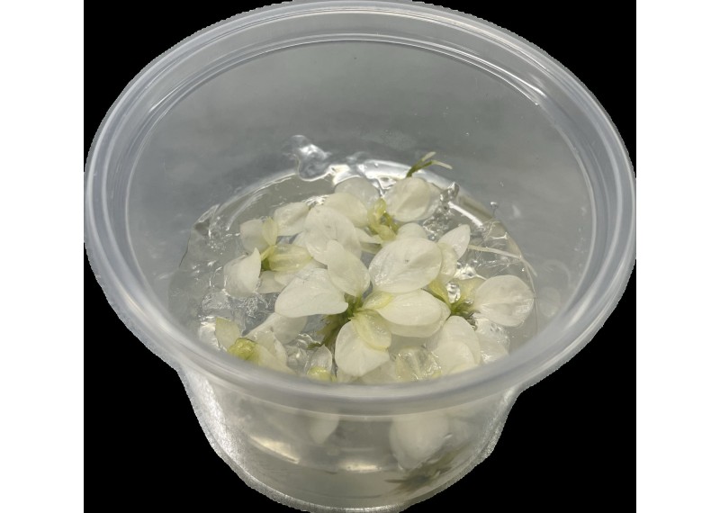 Anubias snow white(limited stock) - Cup in Vitro