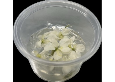 Anubias snow white(limited stock) - Cup in Vitro