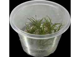 Eriocaulon vietnam - Cup in...