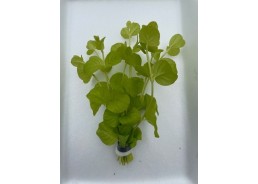 Lysimachia aurea - Bouquet