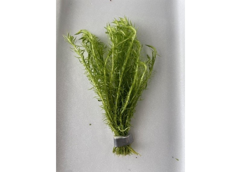 Mayaca fluviatilis - Bouquet