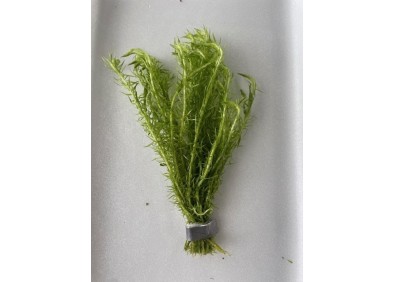 Mayaca fluviatilis - Bouquet