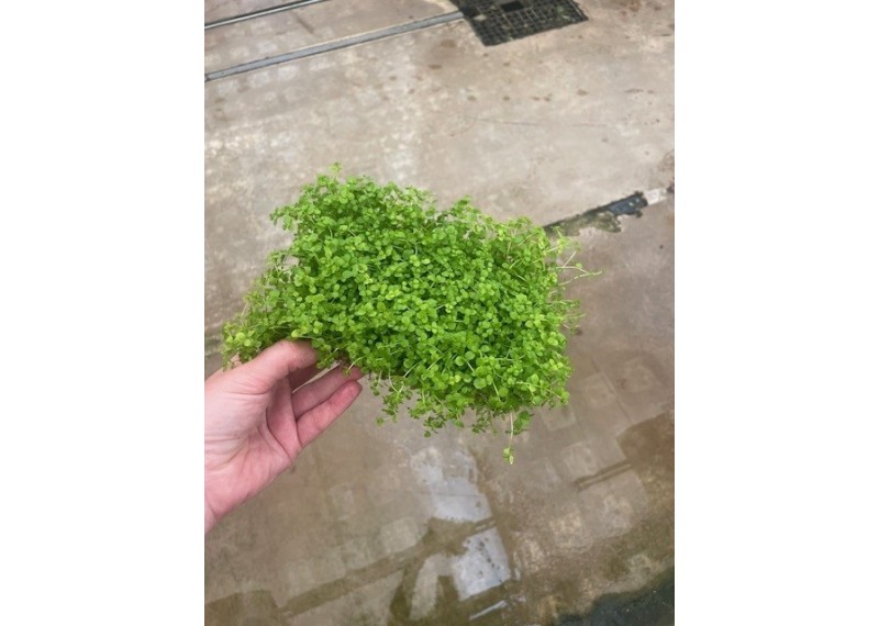 Micrantemum monte carlo sur tapis (10x15 cm)