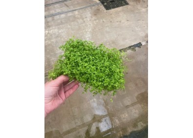 Micrantemum monte carlo sur tapis (10x15 cm)