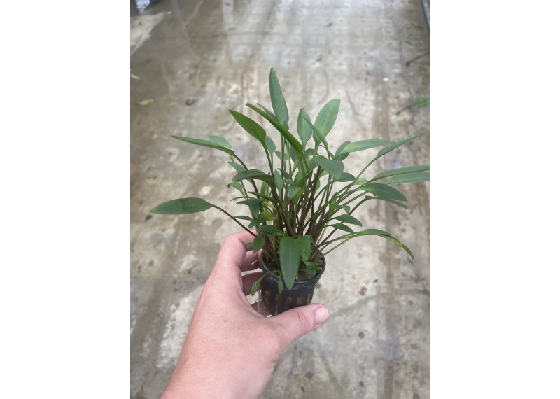 Cryptocoryne lutea - Pot de 5cm