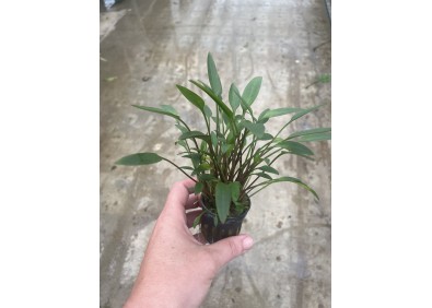 Cryptocoryne lutea - Pot de 5cm