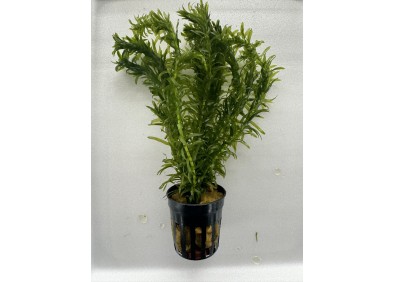 Elodea densa - Pot de 5cm
