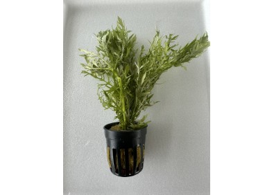 Hygrophila difformis - Pot de 5cm