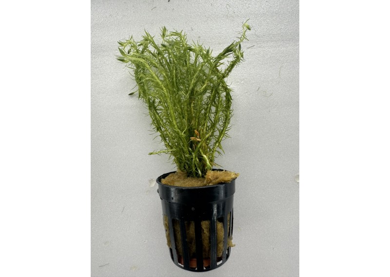 Mayaca fluviatilis - Pot de 5cm