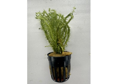 Mayaca fluviatilis - Pot de 5cm
