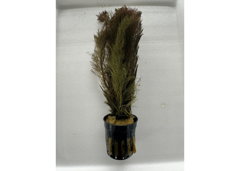 Myriophyllum tuberculatum (red) - Pot de 5cm
