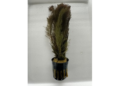Myriophyllum tuberculatum (red) - Pot de 5cm
