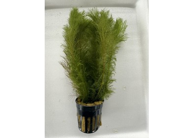 Myriophyllum pinnatum (green) - Pot de 5cm