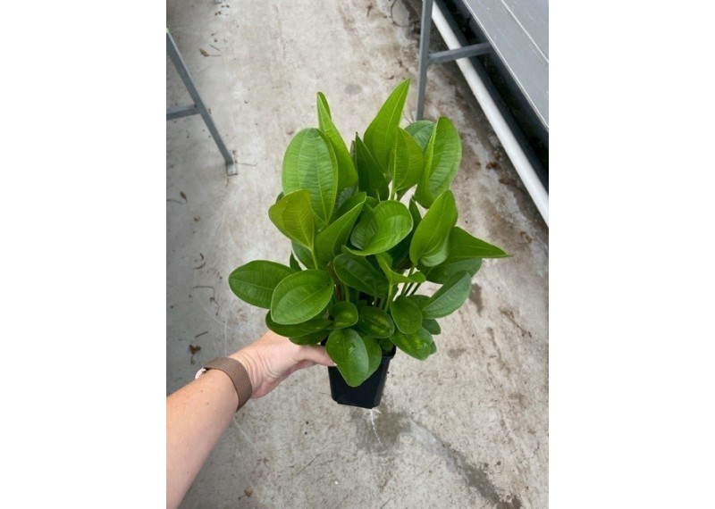 Echinodorus atlandsberg - Pot XL 9cm