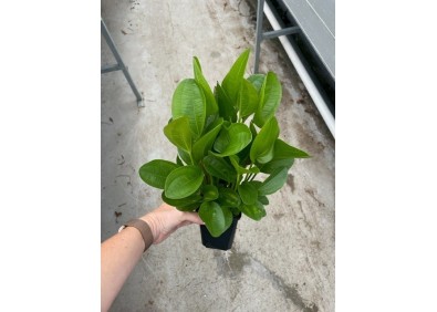 Echinodorus atlandsberg - Pot XL 9cm