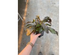 Echinodorus ozelot red -...