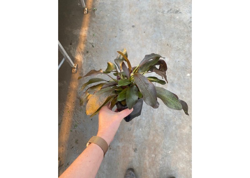 Echinodorus ozelot red - Pot XL 9cm