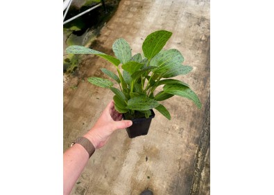 Echinodorus ozelot green - Pot XL 9cm