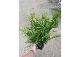 Bolbitus heudelotti - Pot...