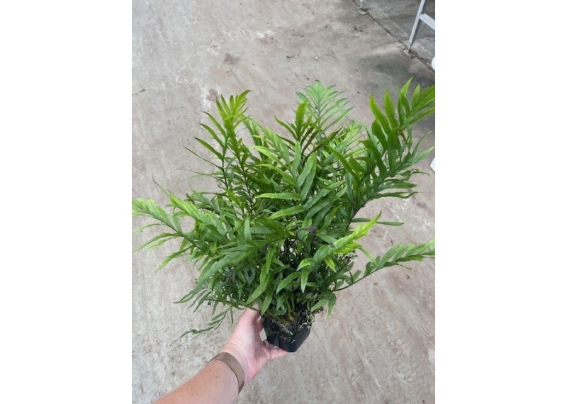 Bolbitus heudelotti - Pot XL 9cm