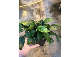 Anubias nana - Pot XL 9cm