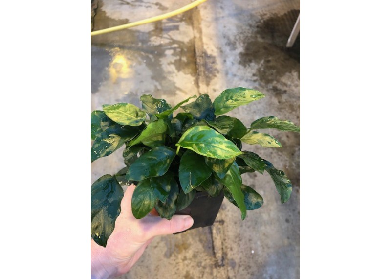 Anubias nana - Pot XL 9cm