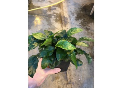 Anubias nana - Pot XL 9cm