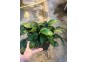 Anubias nana - Pot XL 9cm