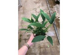 Anubias congensis - Pot XL 9cm