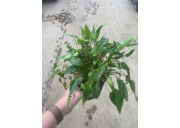 Cryptocoryne wendtii green...