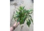 Cryptocoryne wendtii green - Pot XL 9cm