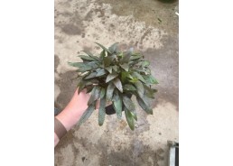 Cryptocoryne wendtii brown...