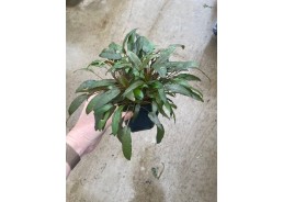 Cryptocoryne petchi - Pot...
