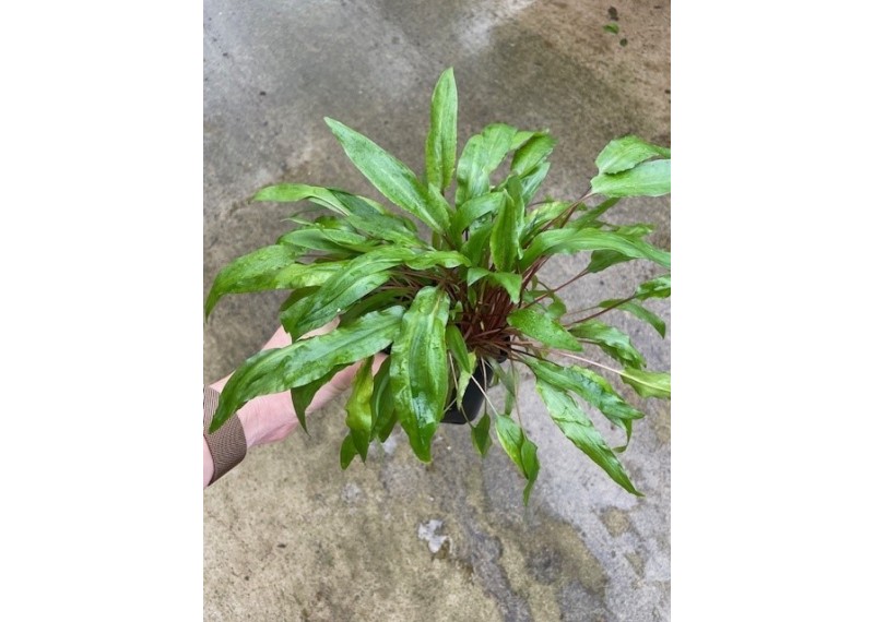 Cryptocoryne undulatus - Pot XL 9cm