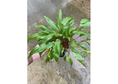 Cryptocoryne undulatus - Pot XL 9cm