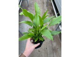 Echinodorus argentinensis -...