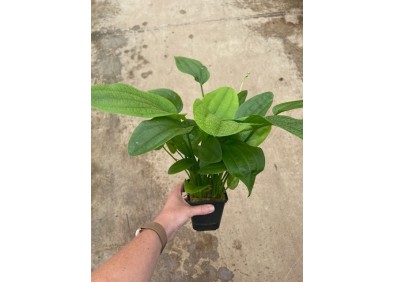 Echinodorus muricatus - Pot XL 9cm
