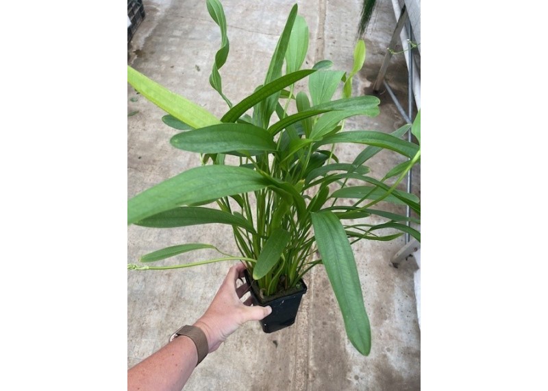 Echinodorus horemani green - Pot XL 9cm