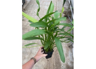 Echinodorus horemani green - Pot XL 9cm