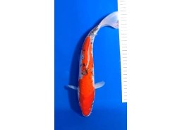 Carpe koi A 30-35 cm Photo...