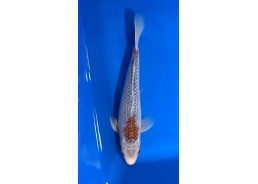 Carpe koi A 30-35 cm Photo...