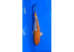 Carpe koi A 30-35 cm Photo...