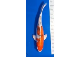 Carpe koi A 30-35 cm Photo...