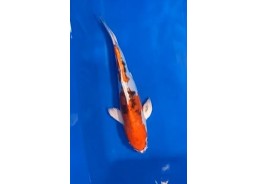Carpe koi A 30-35 cm Photo...