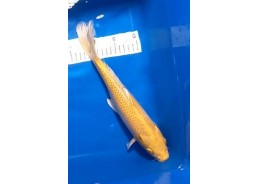 Carpe koi A 30-35 cm Photo...