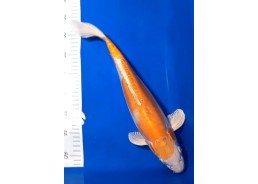 Carpe koi A 40-45 cm Photo...